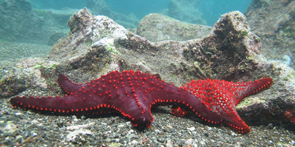 starfish