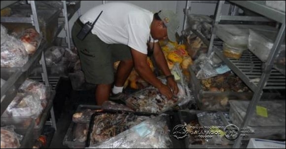Lobsters on Xpedition