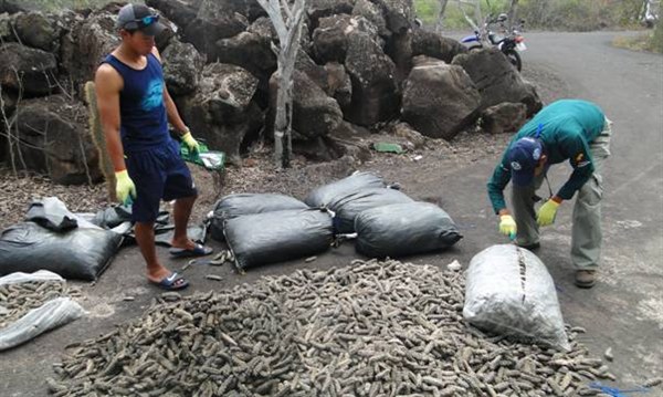 Sea cucuber bags